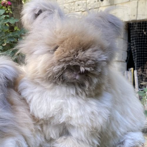 Magnifique lapin angora anglais #8