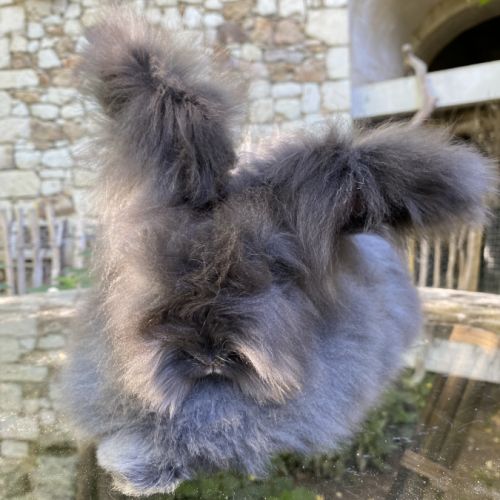 Magnifique lapin angora anglais #9