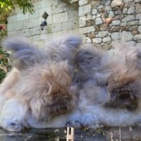 Magnifique lapin angora anglais #1