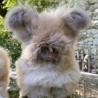 Magnifique lapin angora anglais #2
