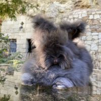 Magnifique lapin angora anglais #4