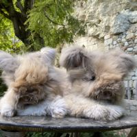 Magnifique lapin angora anglais #5
