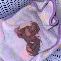 Ratons disponible fin décembre