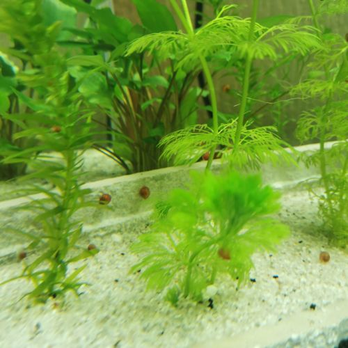 Escargot planorbe #1