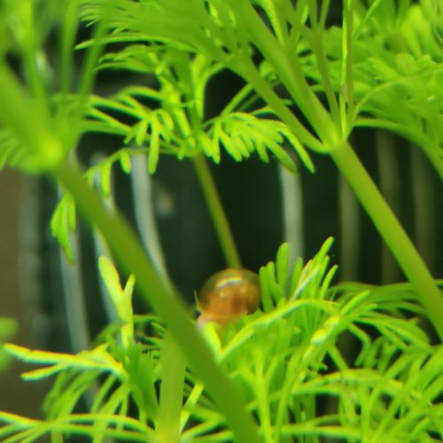 Escargot planorbe #2