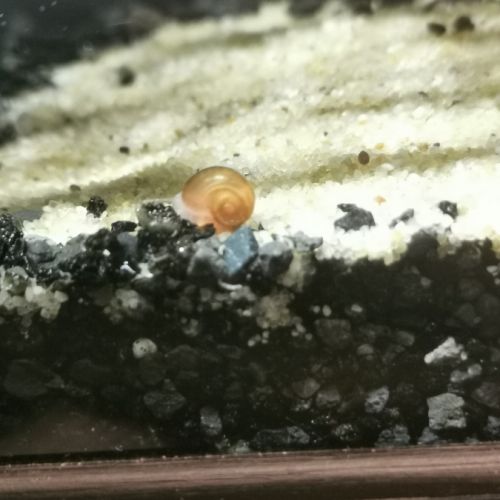 Escargot planorbe