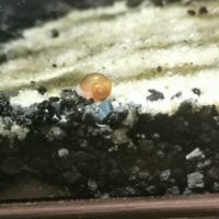 Escargot planorbe #0