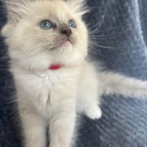 Benji - magnifique chaton ragdoll loof