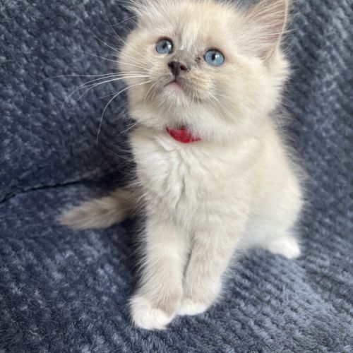 Benji - magnifique chaton ragdoll loof #2