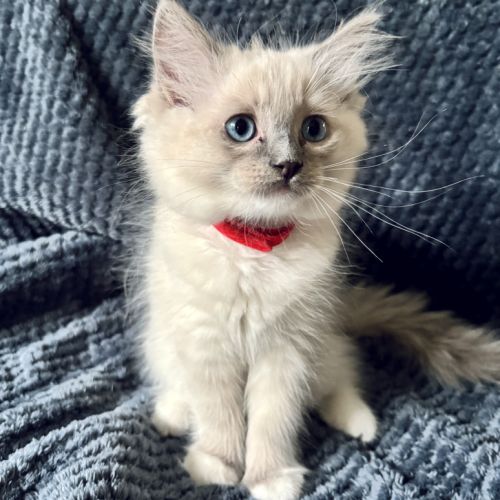 Benji - magnifique chaton ragdoll loof #3