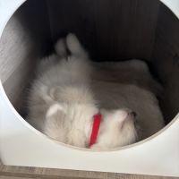 Benji - magnifique chaton ragdoll loof #4