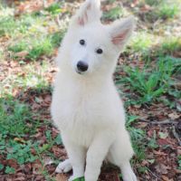 Chiots bergers blanc suisse lof disponibles