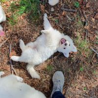 Chiots bergers blanc suisse lof disponibles