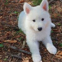 Chiots bergers blanc suisse lof disponibles