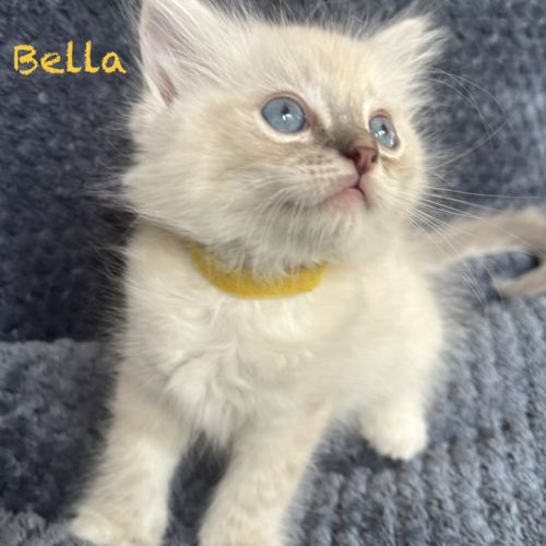 Bella - magnifique chaton femelle ragdoll loof #2