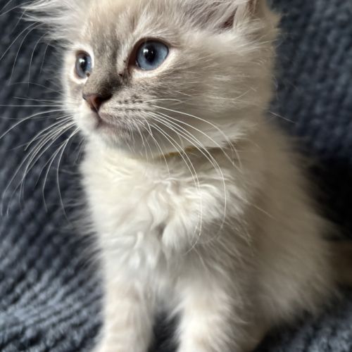 Bella - magnifique chaton femelle ragdoll loof