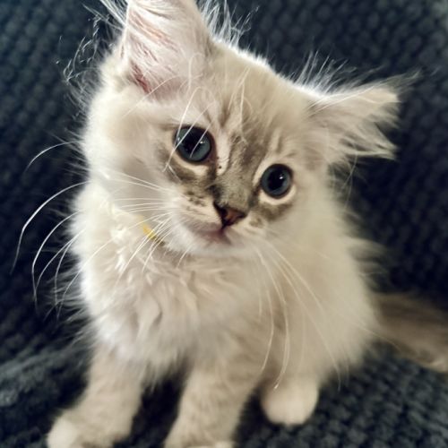 Bella - magnifique chaton femelle ragdoll loof #5
