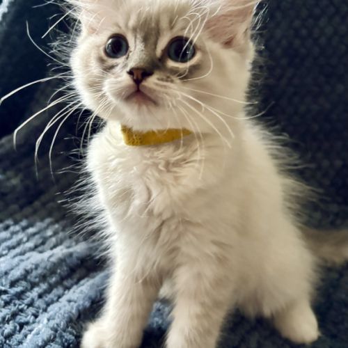 Bella - magnifique chaton femelle ragdoll loof #6