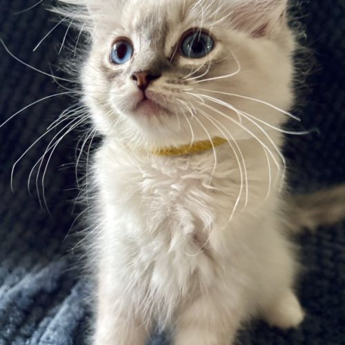 Bella - magnifique chaton femelle ragdoll loof #7
