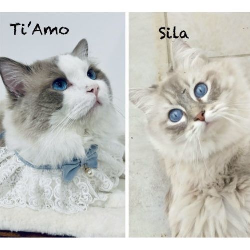 Bella - magnifique chaton femelle ragdoll loof #8