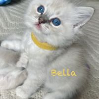 Bella - magnifique chaton femelle ragdoll loof #1
