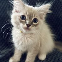 Bella - magnifique chaton femelle ragdoll loof #4