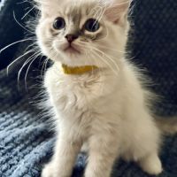 Bella - magnifique chaton femelle ragdoll loof #6