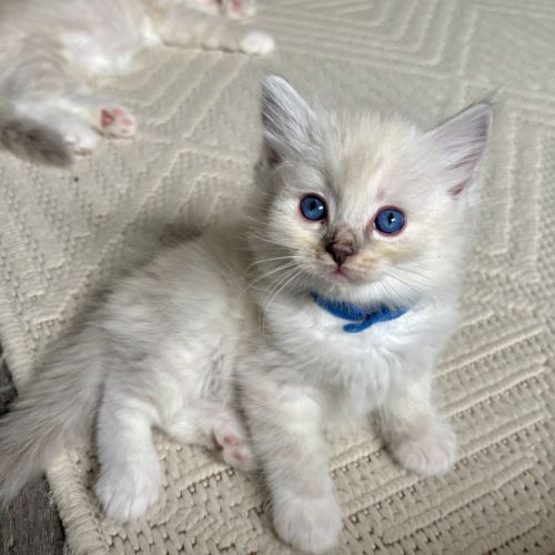 Blue - magnifique chaton ragdoll loof #1
