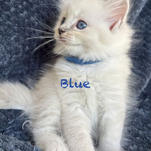 Blue - magnifique chaton ragdoll loof #2