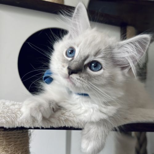 Blue - magnifique chaton ragdoll loof #5