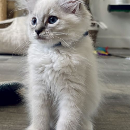 Blue - magnifique chaton ragdoll loof #6