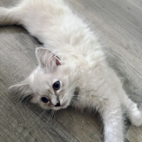 Blue - magnifique chaton ragdoll loof #7