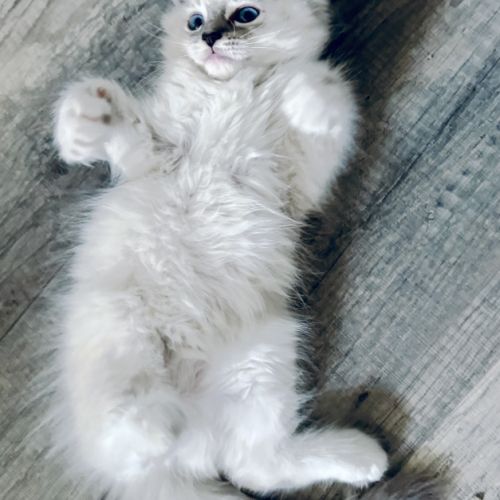 Blue - magnifique chaton ragdoll loof #8