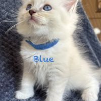 Blue - magnifique chaton ragdoll loof #3