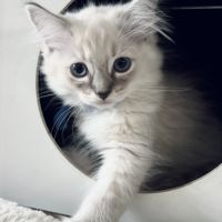 Blue - magnifique chaton ragdoll loof #4