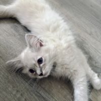Blue - magnifique chaton ragdoll loof #7