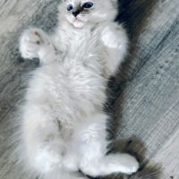 Blue - magnifique chaton ragdoll loof #8