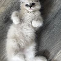 Blue - magnifique chaton ragdoll loof #0