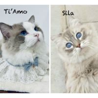 Blue - magnifique chaton ragdoll loof #10