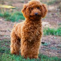 Magnifique chiot caniche nain fauve