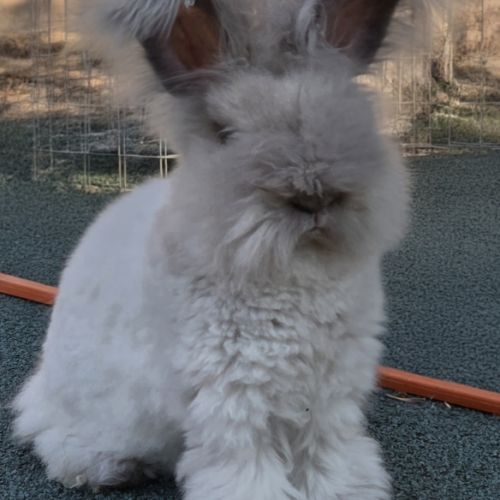 Angora anglais