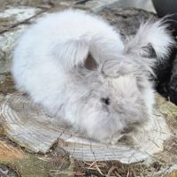 Angora anglais #2