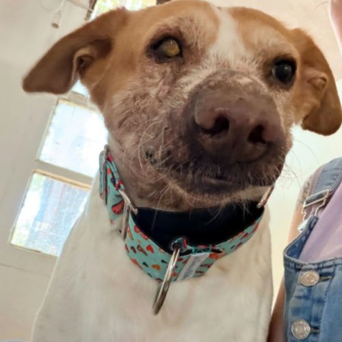 Panceta, adorable papy qui vous donne le sourire