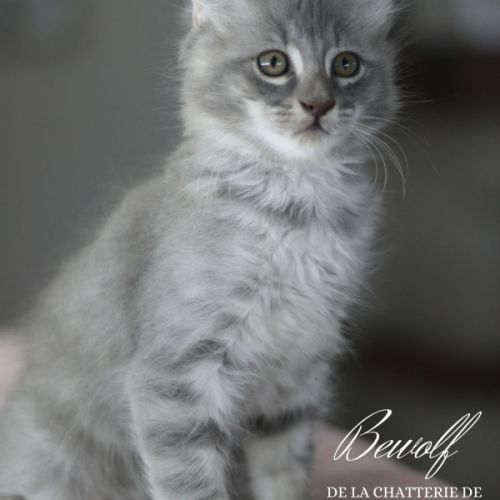 Chatons american curl loof #2