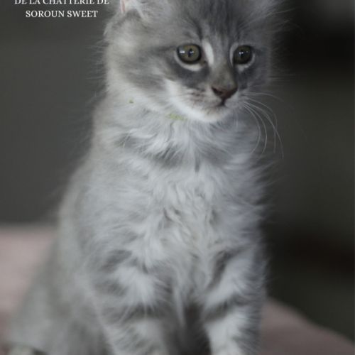 Chatons american curl loof #3