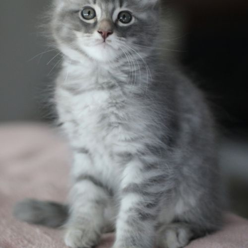 Chatons american curl loof #4