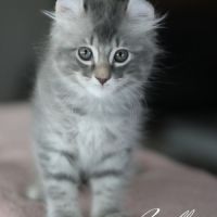 Chatons american curl loof #0