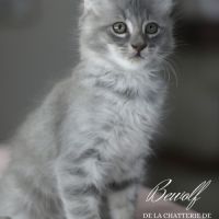 Chatons american curl loof #2