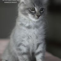 Chatons american curl loof #3