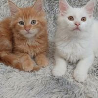Chaton maine coon #0